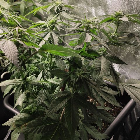 White Widow XXL growlog photo: Nach entlaubung
