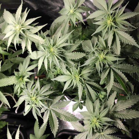 White Widow XXL growlog photo: Nach entlaubung