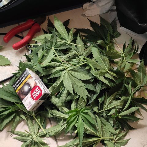 White Widow XXL growlog photo: Entfernte Blätter von 4 Pflanzen