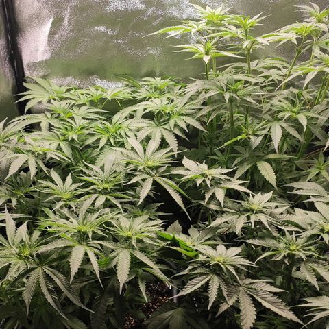 White Widow XXL growlog timeline photo