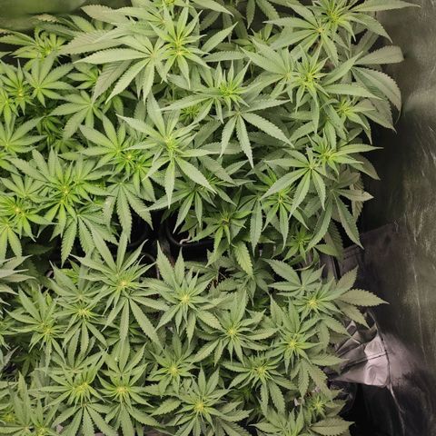 White Widow XXL growlog timeline photo