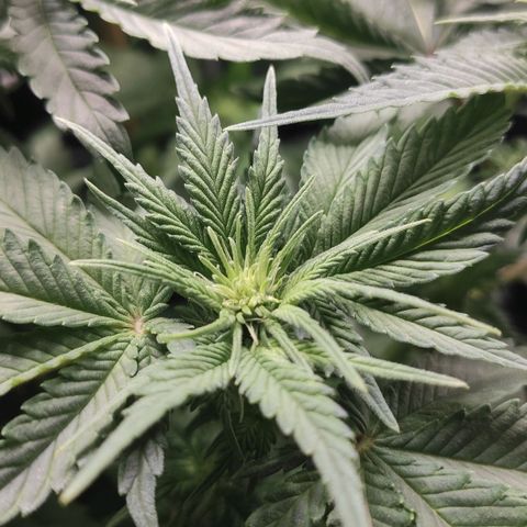 White Widow XXL growlog photo: Budlet White Widow 🤍