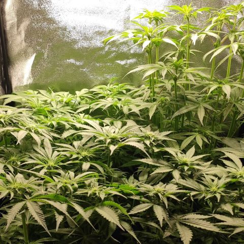 White Widow XXL growlog photo: Neue Werte der NSL im Tank 