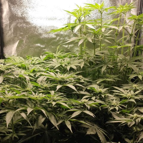 White Widow XXL growlog photo: Nochmal 10l NSL mit Mischung wie beim letzten Mal in den Tank, damit Vorrat während 4 tägiger Abwesenheit ausreicht