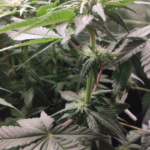 White Widow XXL growlog photo: Budlet von White Widow 🤍