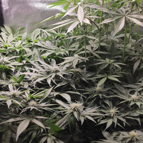 White Widow XXL growlog photo: Nach 3 Tagen Abwesenheit stehen sie gut da, Haze von 20 cm Höhe zum Zeitpunkt der Umstellung auf mittlerweile 75 cm hochgeschossen. Mehr als 10l Wasser verbraucht von do bis so. Wasserwerte in Ordnung