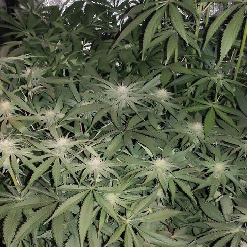 White Widow XXL growlog photo: Nach 3 Tagen Abwesenheit stehen sie gut da, Haze von 20 cm Höhe zum Zeitpunkt der Umstellung auf mittlerweile 75 cm hochgeschossen. Mehr als 10l Wasser verbraucht von do bis so. Wasserwerte in Ordnung