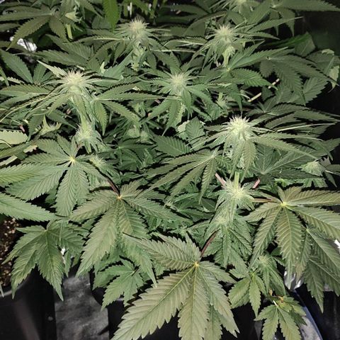 White Widow XXL growlog timeline photo