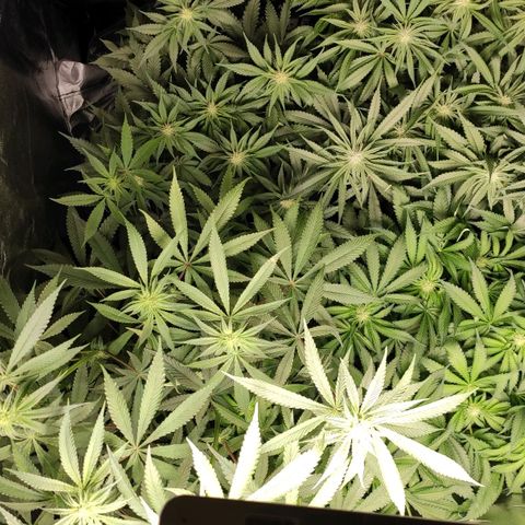 White Widow XXL growlog timeline photo