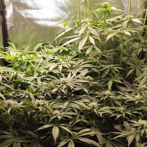 White Widow XXL growlog timeline photo