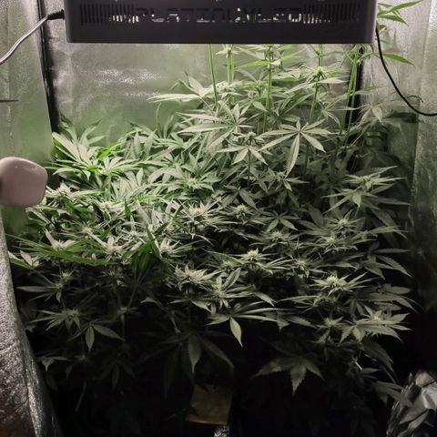 White Widow XXL growlog timeline photo