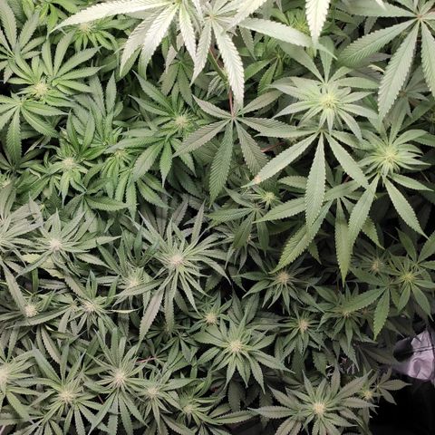 White Widow XXL growlog timeline photo