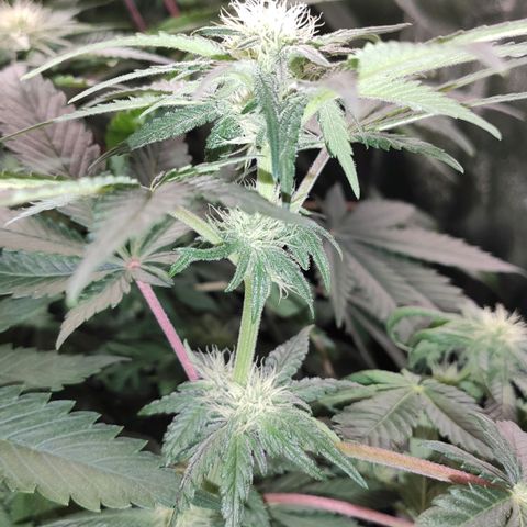 White Widow XXL growlog timeline photo