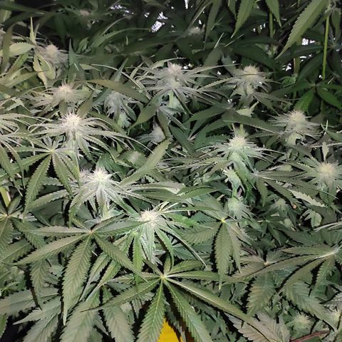 White Widow XXL growlog timeline photo