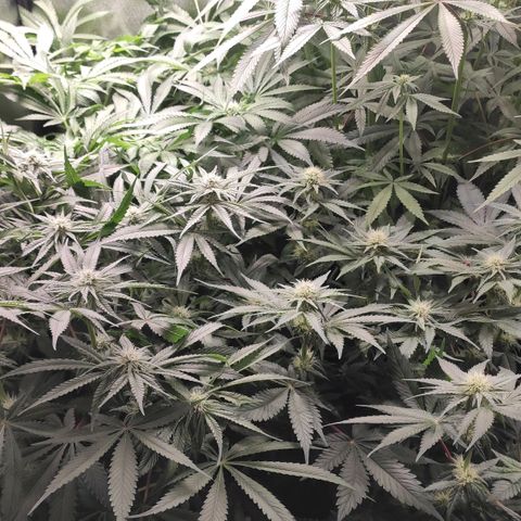 White Widow XXL growlog timeline photo