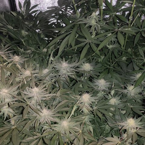 White Widow XXL growlog timeline photo