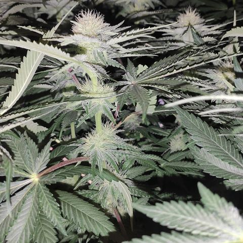 White Widow XXL growlog timeline photo