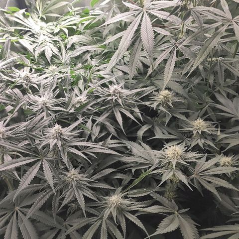 White Widow XXL growlog timeline photo