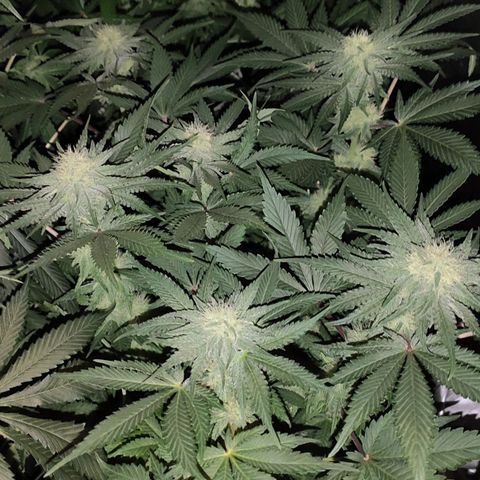 White Widow XXL growlog timeline photo