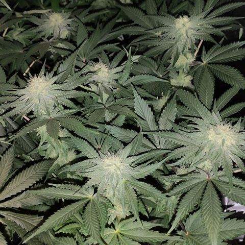 White Widow XXL growlog timeline photo