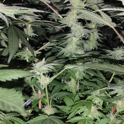 White Widow XXL growlog timeline photo