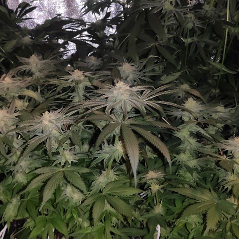 White Widow XXL growlog timeline photo