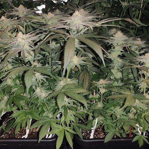 White Widow XXL growlog timeline photo