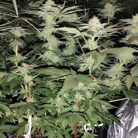 White Widow XXL growlog timeline photo