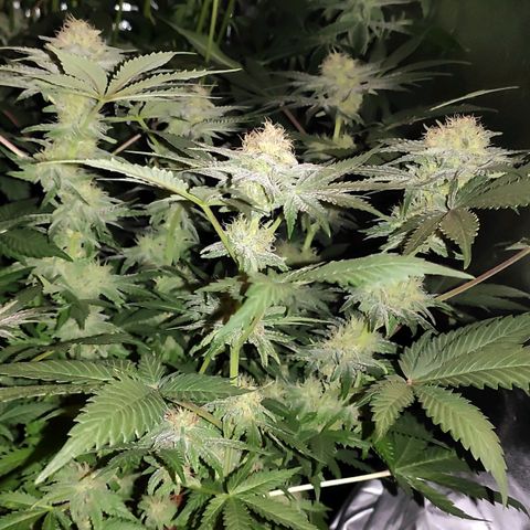 White Widow XXL growlog timeline photo
