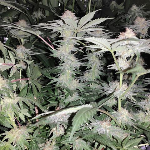White Widow XXL growlog timeline photo