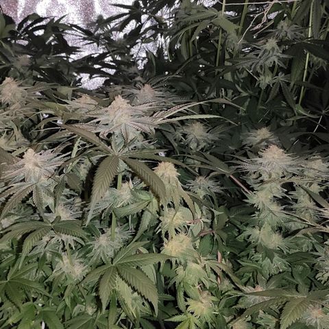 White Widow XXL growlog timeline photo