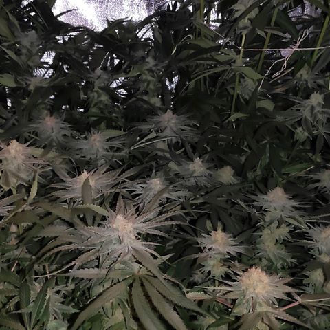 White Widow XXL growlog timeline photo