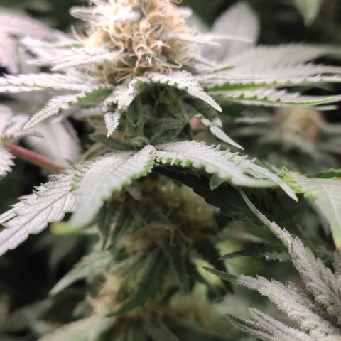White Widow XXL growlog timeline photo