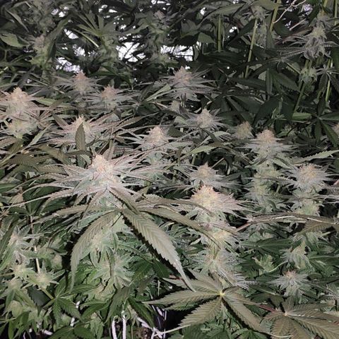 White Widow XXL growlog timeline photo