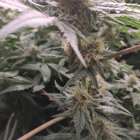White Widow XXL growlog timeline photo