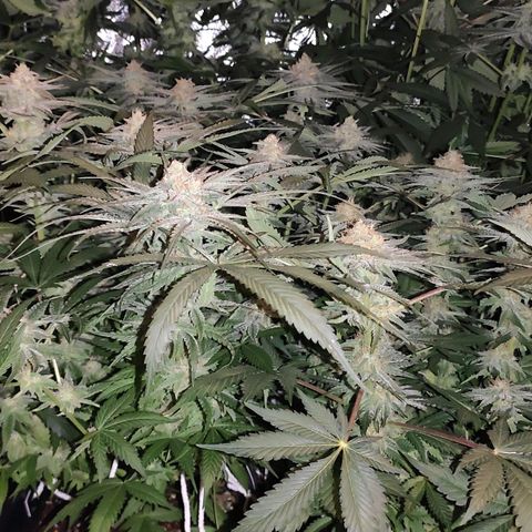 White Widow XXL growlog timeline photo