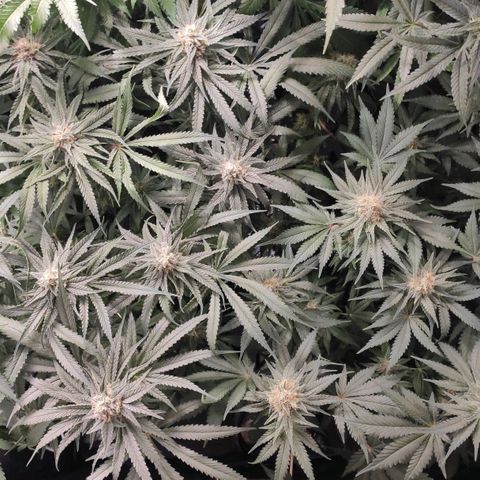 White Widow XXL growlog timeline photo
