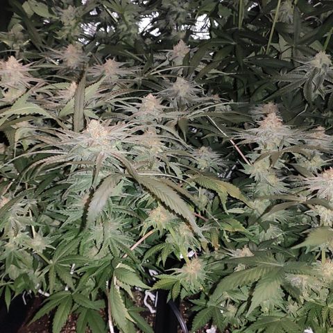 White Widow XXL growlog timeline photo