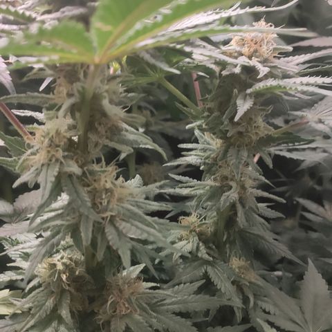 White Widow XXL growlog timeline photo
