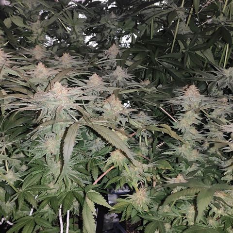 White Widow XXL growlog timeline photo