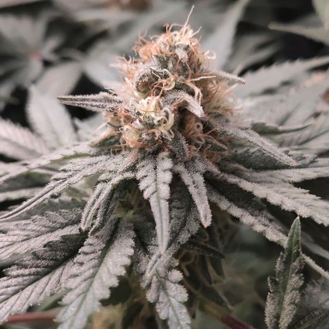 White Widow XXL growlog timeline photo
