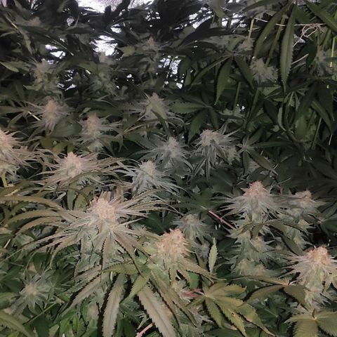 White Widow XXL growlog timeline photo