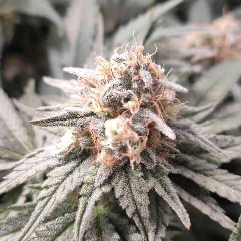 White Widow XXL growlog timeline photo