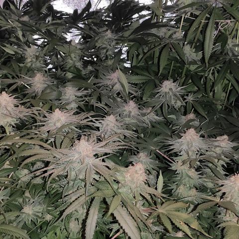 White Widow XXL growlog timeline photo