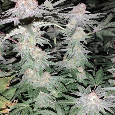 White Widow XXL growlog timeline photo