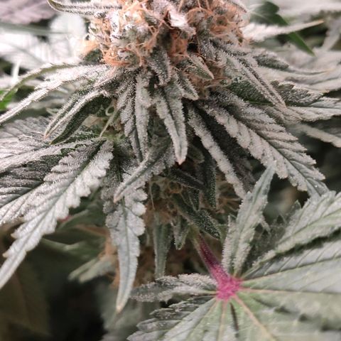 White Widow XXL growlog timeline photo