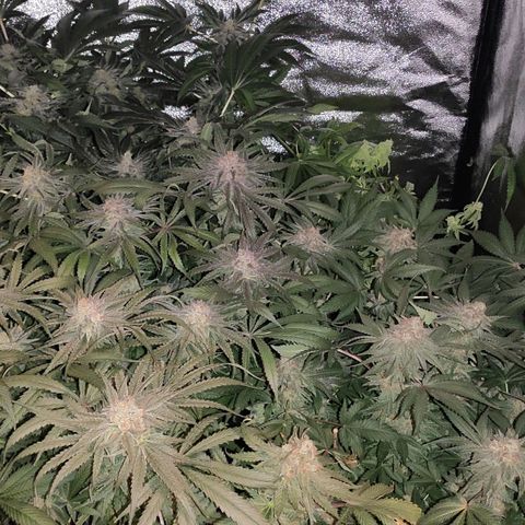 White Widow XXL growlog timeline photo