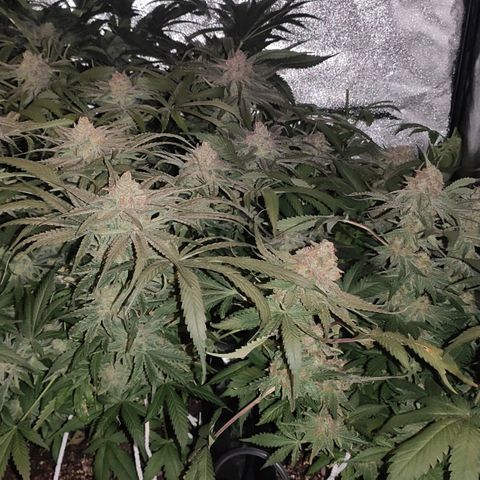 White Widow XXL growlog timeline photo