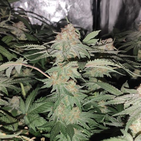 White Widow XXL growlog timeline photo