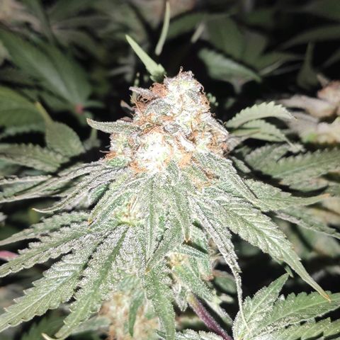 White Widow XXL growlog timeline photo